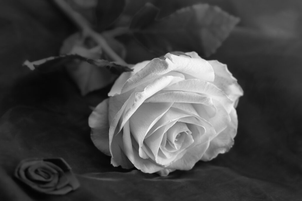 flower, rose, monochrome-7705814.jpg